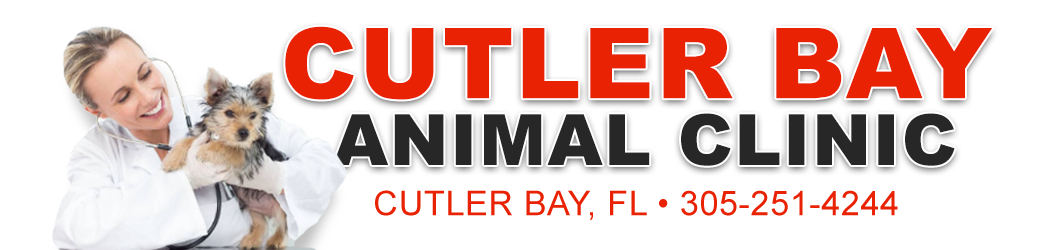 Friendly And Attentive Care For Your Pet! – Cutler Bay Animal Clinic – Cutler Bay, FL